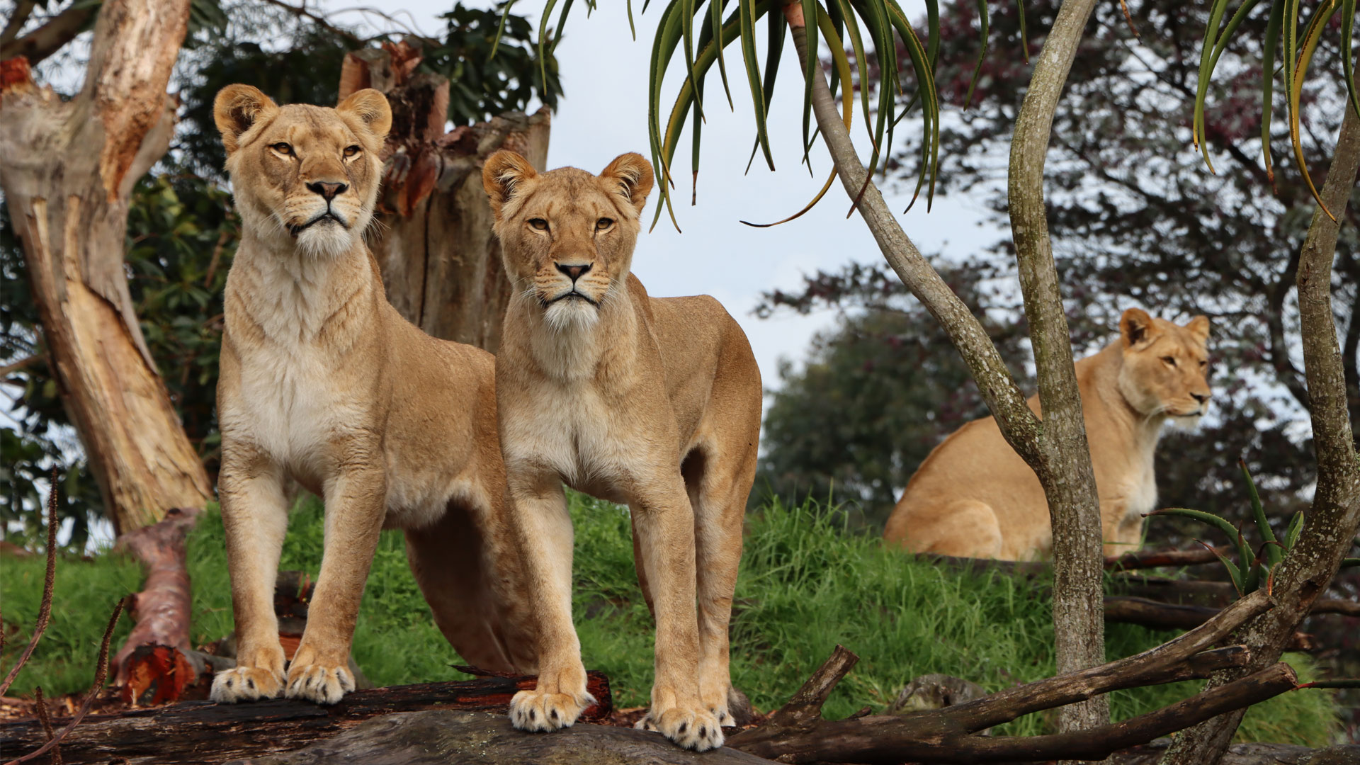 Membership Discounts at Auckland Zoo