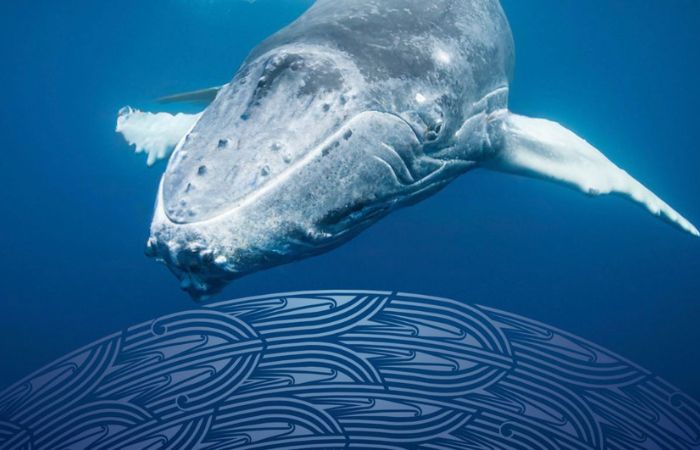 Ngā Huhua: Abundance