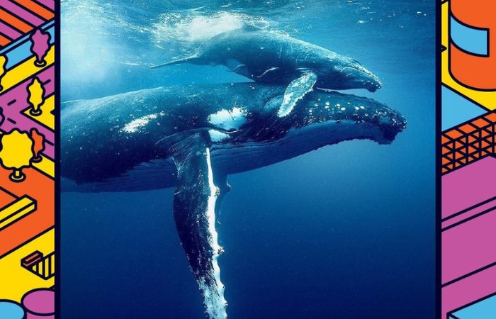 Silo Park: Ocean with David Attenborough