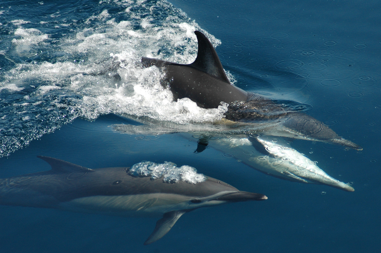 https://register.newzealand.com/sites/default/files/product_images/2021-11/01-common-dolphins.jpg