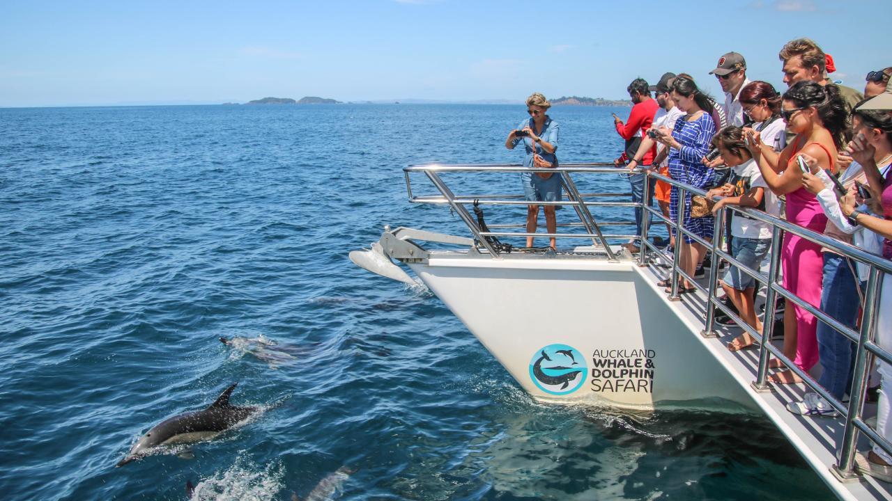 Dolphin watching